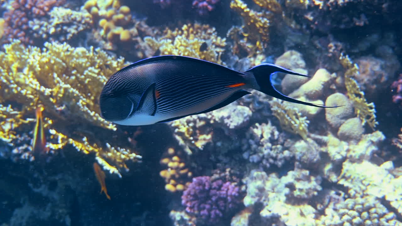 Close up of a Sohal surgeonfish swimming near a coral reef