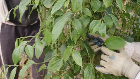 Concepto-De-Trabajo-En-Equipo-En-Una-Plantación-De-Granos-De-Pimienta,-Concepto-De-Agricultura-Orgánica