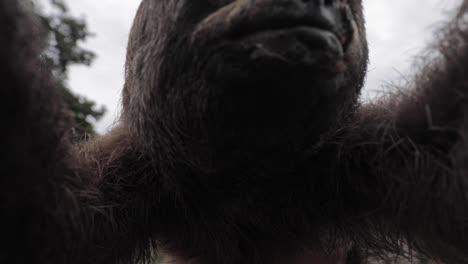 sloth hugging the camera at the amazon