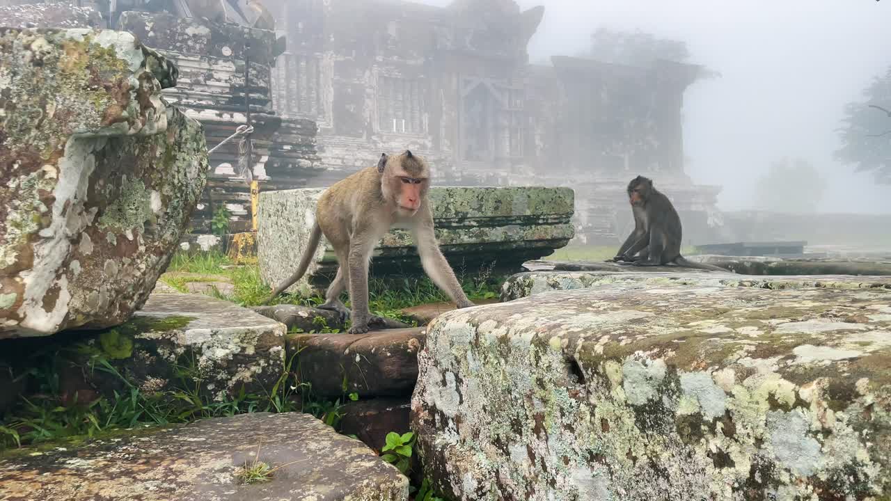Monkeys Up Close on a temple in Cambodia overlooking the view in the mist