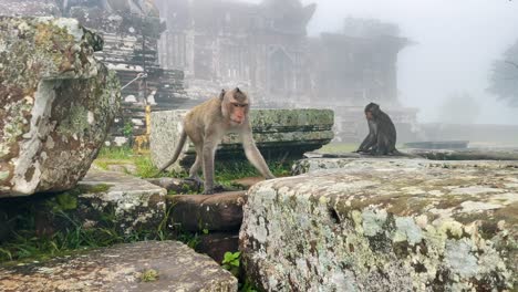 monkeys up close on a temple in cambodia overlooking the view in the mist