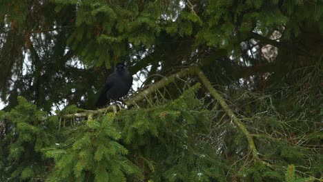 Crow-pecks-a-piece-of-bread-on-pine-branch-in-winter-day