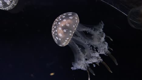 jellyfish swimming gracefully in a dark aquatic environment