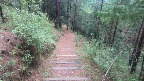 POV-shot-of-person-walking-on-trail-in-a-forest