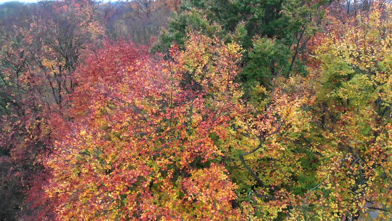 오후와 저녁에 4k 24fps로 무인 항공기가 있는 영국 정원의 뮌헨 가을 나무