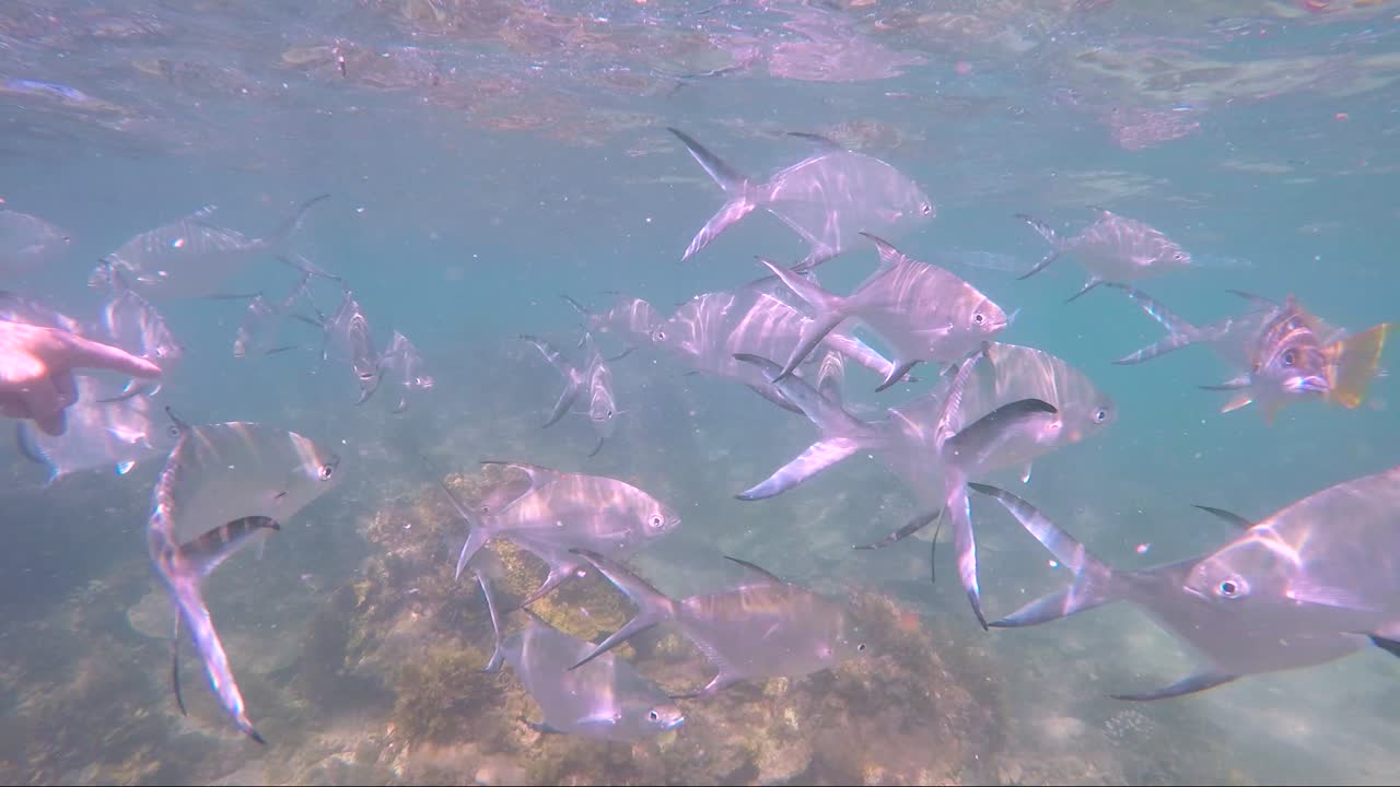 해양 서식지 보호 구역의 얕은 암초에서 스노클링을 하는 동안 물고기에 둘러싸인 파란색 셔츠를 입은 남자의 수중 영상