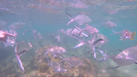 imágenes submarinas de un hombre con camisa azul rodeado de peces mientras buceaba en un arrecife poco profundo en una zona de protección del hábitat marino