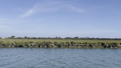 Rare-birds-fly-over-nature-reserve-in-France-over-a-river-and-flat-plain