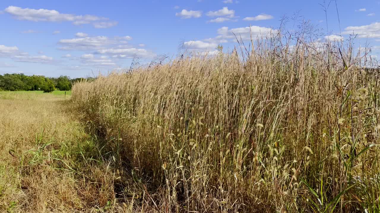 Tall Grass Field Under a Blue Sky