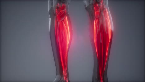 gastrocnemius visible muscle anatomy map