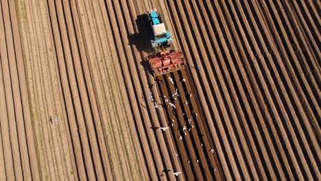 agricultural work on a tractor farmer sows grain. hungry birds are flying behind the tractor, and eat grain from the arable land.