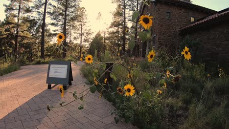 Wilde-Sonnenblumen-Im-Coconino-Wald-Reichen-über-Den-Bürgersteig-Zum-Büro-Des-Rangers