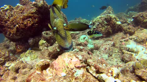 titan triggerfish (balistoides viridescens) biting the reef rocky coral polyp. close up view