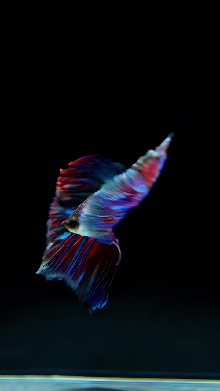 Vibrant Betta fish captured in a side angle against a black background, showcasing flowing fins