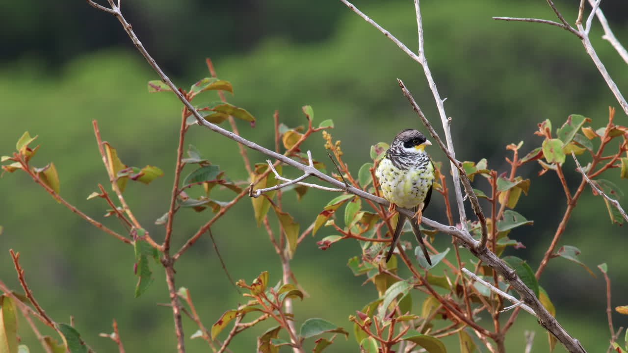 exótico en peligro de extinción palkachupa cotinga pájaro en la selva de montaña cola de tenedor, cotinga de cola de golondrina, américa del sur, impresionante,