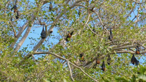El-Zorro-Volador-Indio-(pteropus-Medius,-Anteriormente-Pteropus-Giganteus),-También-Conocido-Como-El-Gran-Murciélago-Frugívoro-Indio,-Es-Una-Especie-De-Zorro-Volador-Que-Se-Encuentra-En-El-Sur-De-Asia.parque-Nacional-Ranthambore-Rajasthan-India