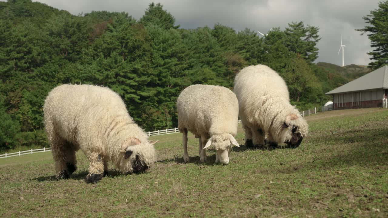 Three Woolly Valais Blacknose and Merino Breed Sheep Grazing Grass Together on Mountain Meadow in Big Ranch Field Surrounded with Dense Forest - Low Angle Close-up