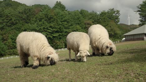 three woolly valais blacknose and merino breed sheep grazing grass together on mountain meadow in big ranch field surrounded with dense forest - low angle close-up