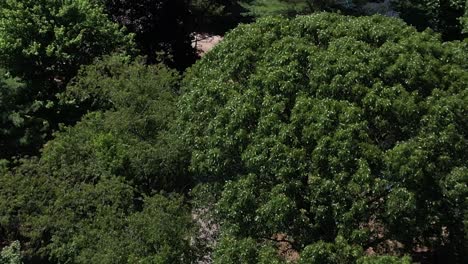 A-aerial-view,-following-a-man-jogging-in-a-park-on-a-sunny-day