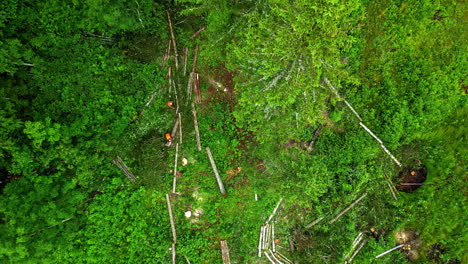 a lush forest with felled trees scattered on the ground, aerial view