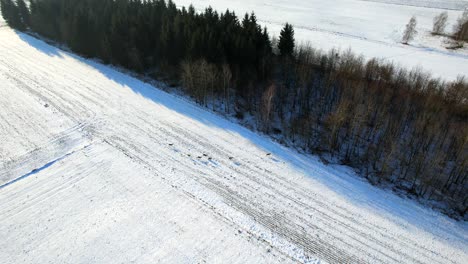 Aerial-of-a-winter-wonderland---herd-of-roe-deers-running-on-snowy-fields