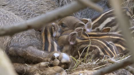 zoom out shot of cute wild boar family cuddling together in straw,close up shot