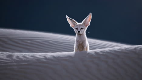 fennec fox on sand dunes
