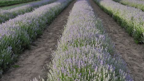 flores de lavanda de cerca