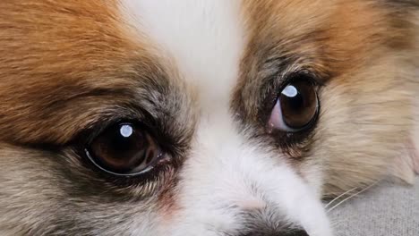 closeup of chihuahua dog looking at the camera