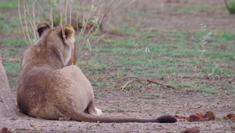 a lion laying by a tree and calling out, back view - close up