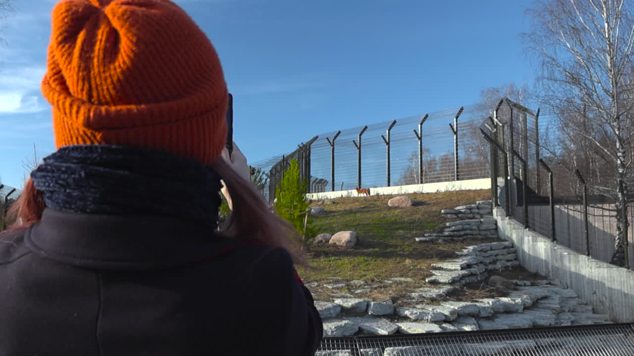 Slow motion footage from behind a woman who is photographing or making a video from a red wolf or a fox in Tallinn zoo during a sunny day. The woman is wearing a orange beanie hat and winter clothes.