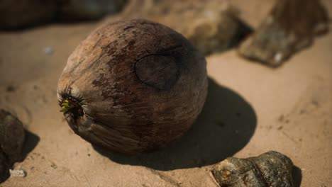 Braune-Kokosnuss-Auf-Dem-Strandsand