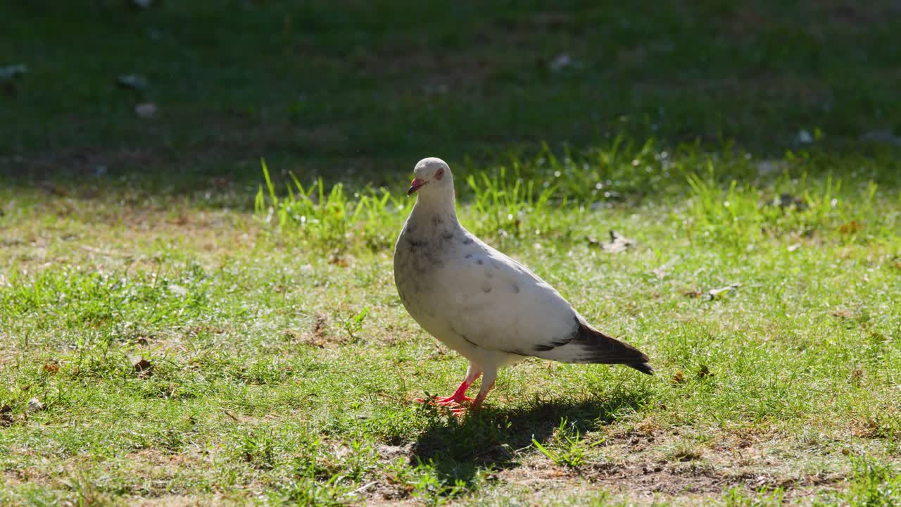 White pigeon walks on sunlit grass, then takes flight, casting shadow on the ground