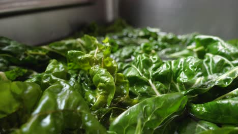 fresh swiss chard - beauty food shot - healthy organic greens soaking in water