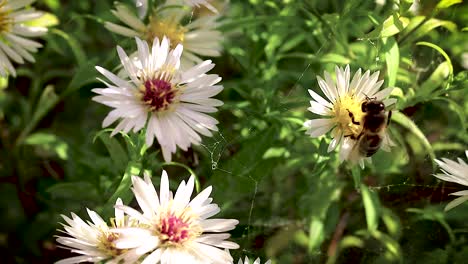 Abeja-En-Flores-Recogiendo-Polen-Macro-Closeup-15