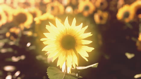 many bright yellow big sunflowers in plantation fields on sunset