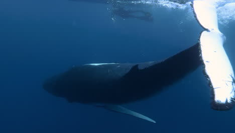 scuba diver fotografías ballena jorobada retozando cerca de la superficie, polinesia francesa