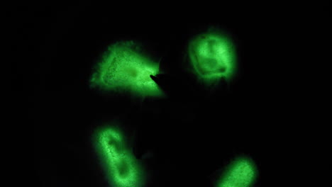 micelio verde brillante y pulsante del hongo panellus stipticus