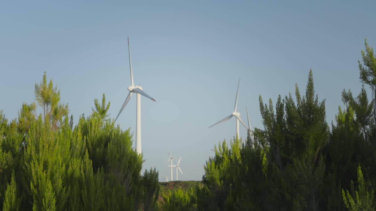 arbusto balanceándose en el viento con molinos de viento girando en el fondo, energía sostenible