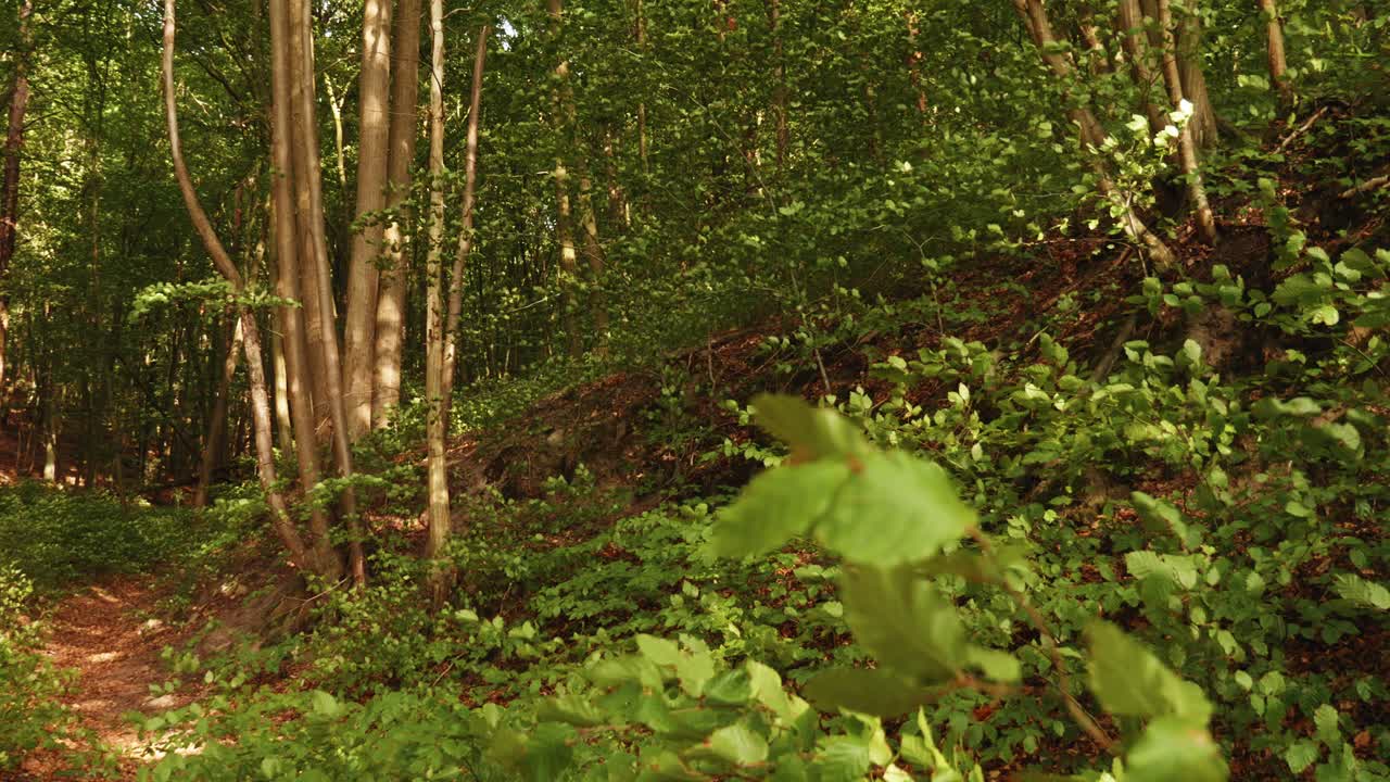 森林中山上植物在风中摇摆的全景