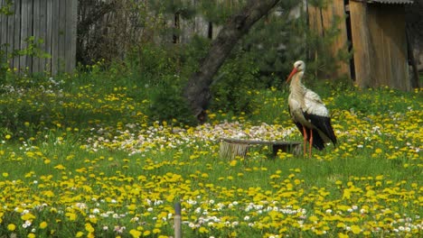 la cigüeña blanca buscando comida en el campo de diente de león en el soleado día de primavera, plano medio desde la distancia