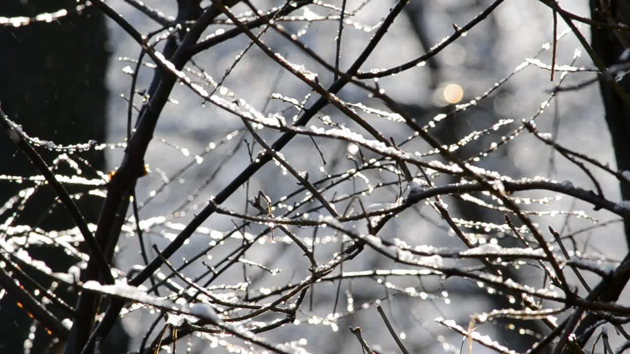 Magische Sonnenstrahlen fallen auf die Baumäste