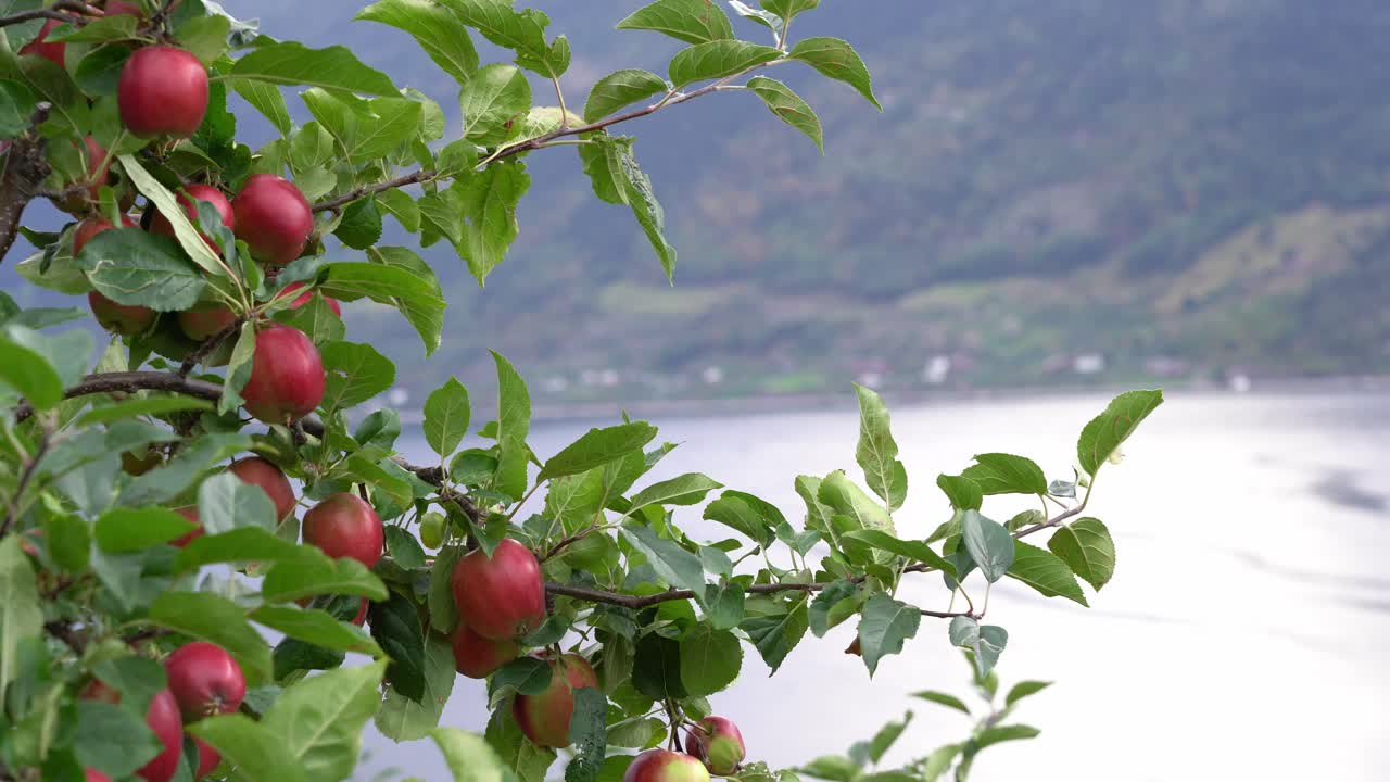 muchas manzanas rojas dulces colgando de la rama antes de la cosecha - hojas moviéndose suavemente en el viento - estática con un fondo borroso del paisaje del fiordo - hardanger noruega