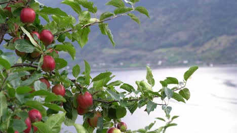 many sweet red apples hanging on branch before harvest - leaves moving gently in wind - static with blurred backround of fjord landscape - hardanger norway