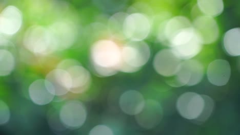 belleza bokeh borroso y luces fuga de fondo de bosque tropical natural. con los sonidos de la naturaleza