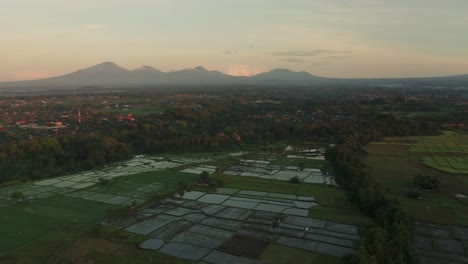 Panoramablick-Auf-Die-Reisfelder-Von-Ubud-Mit-Fernen-Vulkanbergen-In-Bali,-Luftbild