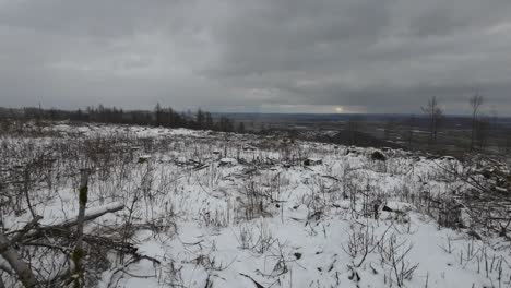 pan en un bosque invernal de turingia en condiciones devastadoras con muchos árboles muertos