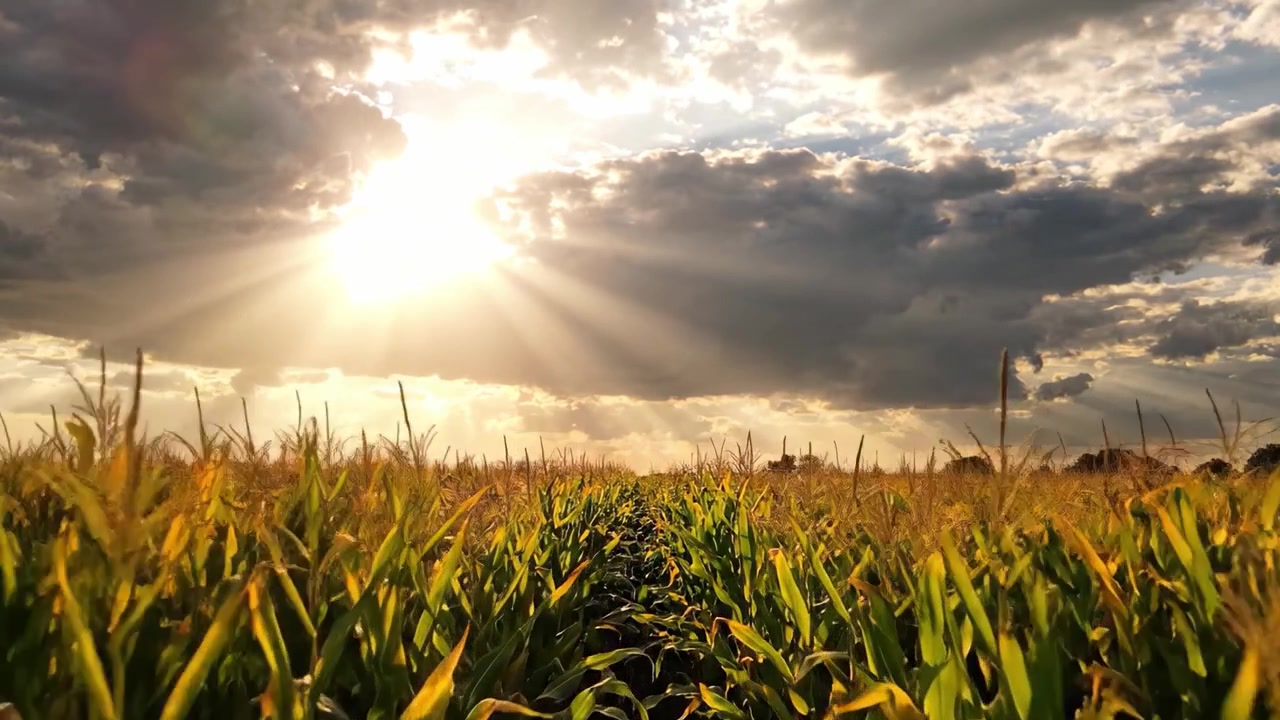 Sunlight Streaming Through Clouds Over a Lush Cornfield, Illuminating Nature's Bounty with Golden Hues and Dramatic Skies Capturing the Essence of Harvest Season