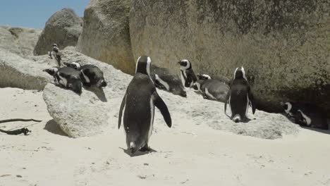 penguin camina en su territorio en la playa de boulders en la república de sudáfrica