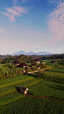 vertical video captures the beauty of southeast asia's countryside, with green and golden rice fields glowing in warm morning light, set against a majestic mountain backdrop and tropical skies